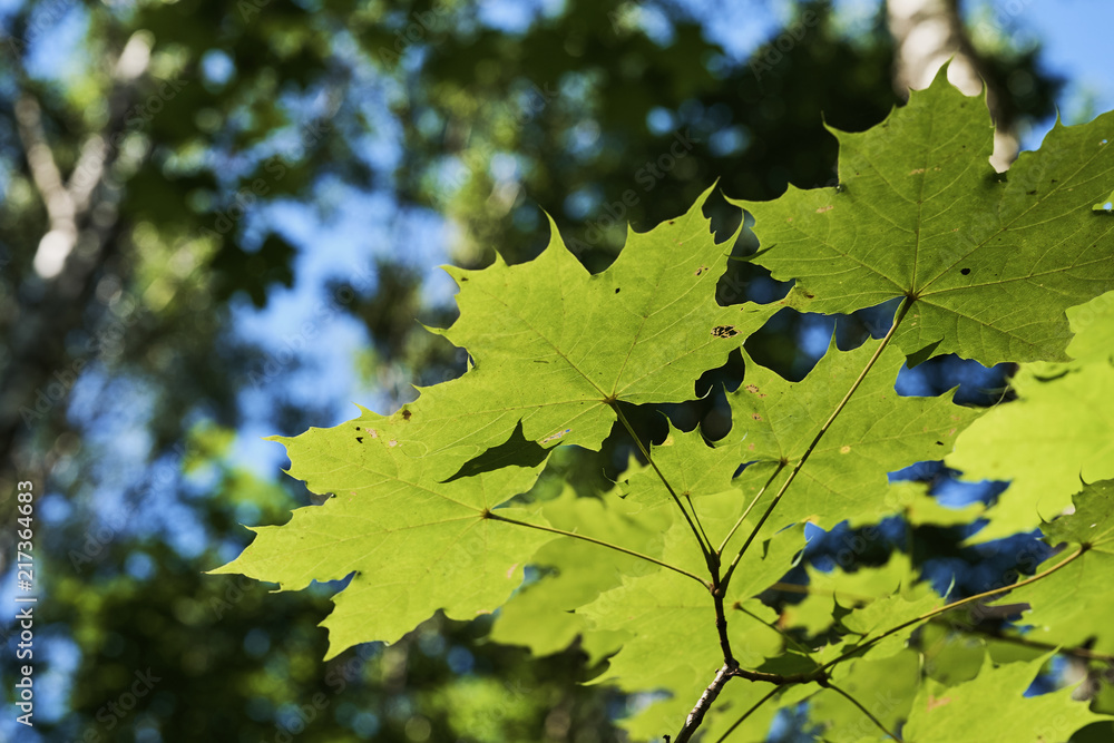Autumn maple leaves in the forest close-up Autumn maple leaves in the forest close-up