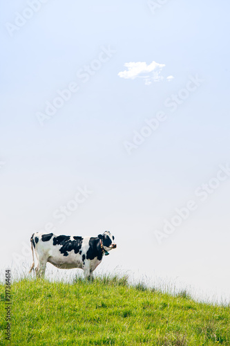 Black and White Cow Standing on Top of the Meadow in Summer