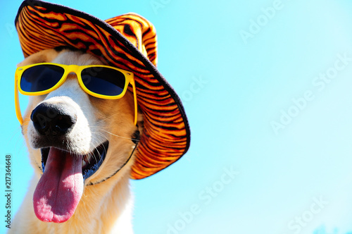 happy dog in summer hat and with sunglasses
