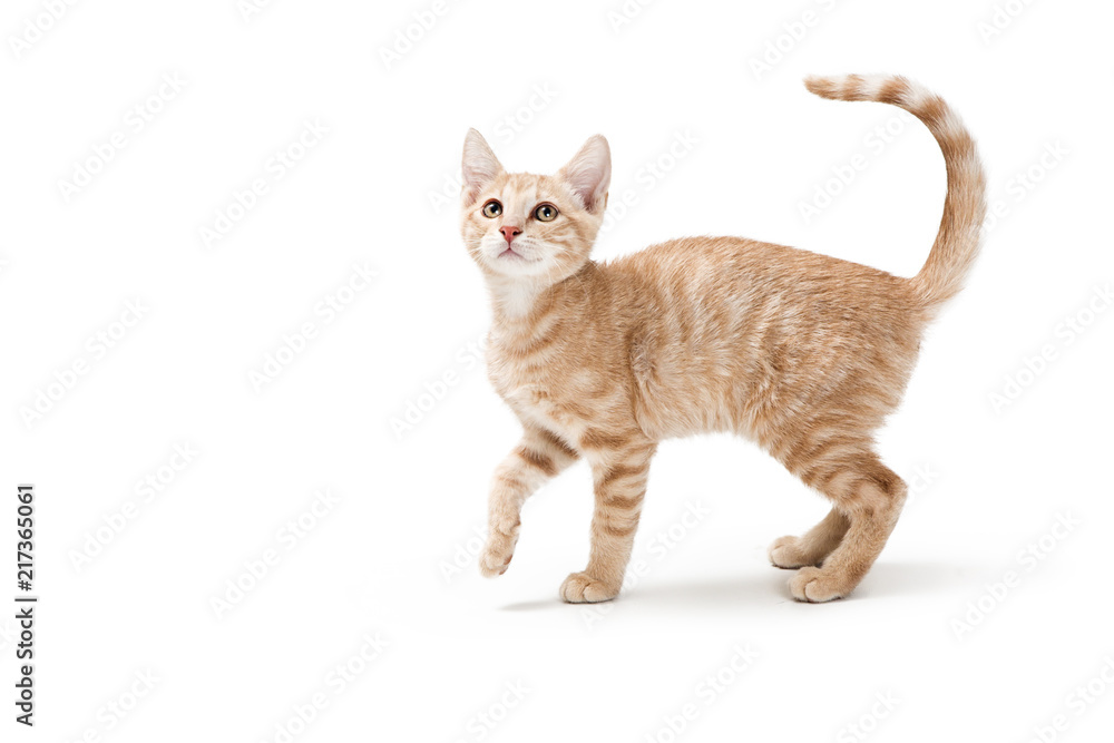 Naklejka premium Profil Buff Tabby Playful Kitten