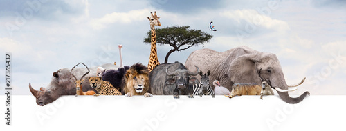Safari Zoo Animals Over Web Banner