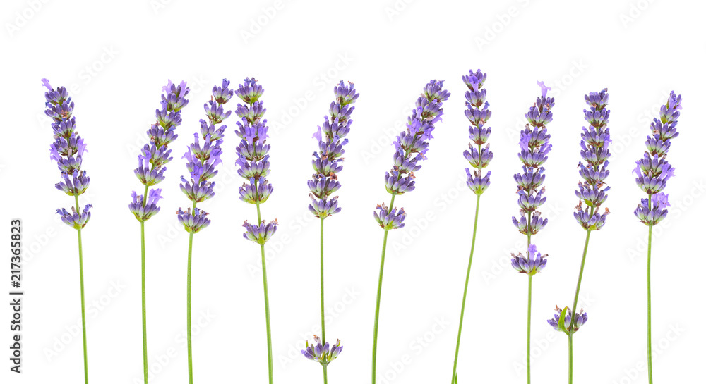 Naklejka premium Kwiaty lawendy na białym tle.