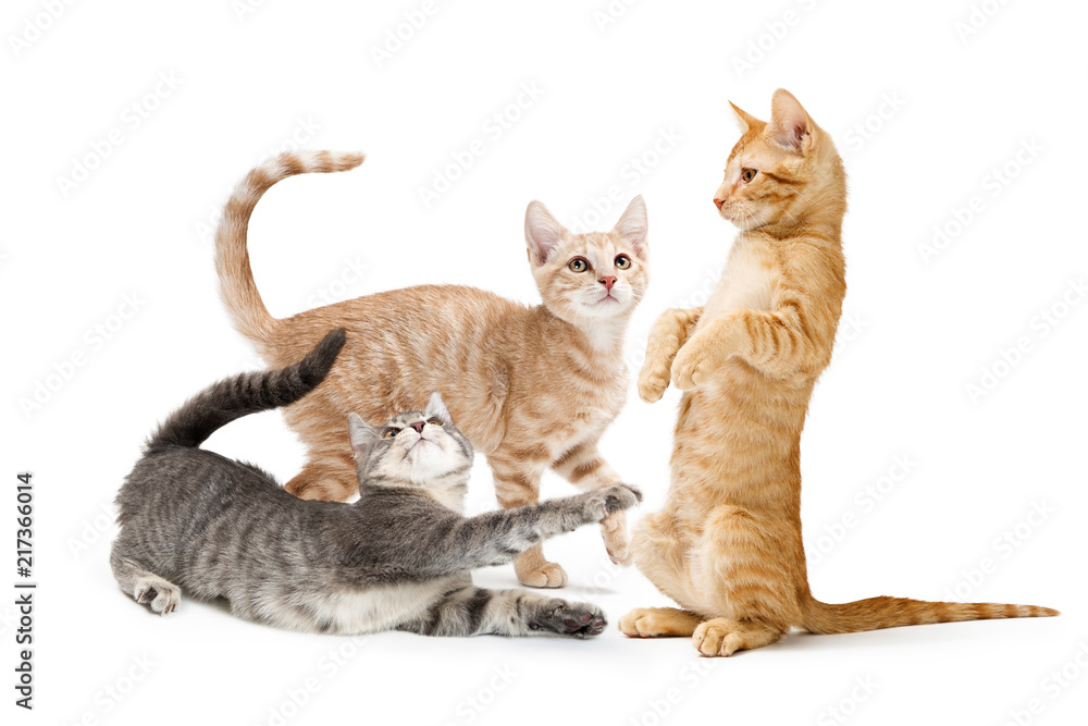 custom made wallpaper toronto digitalThree Cute Tabby Kittens Playing Together