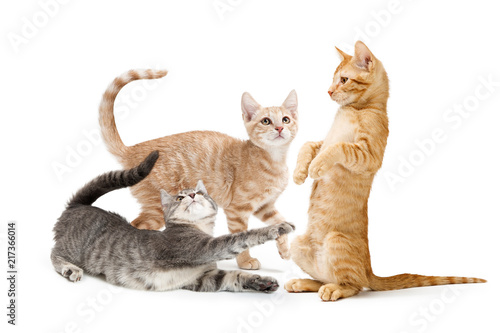 Wallpaper Mural Three Cute Tabby Kittens Playing Together Torontodigital.ca