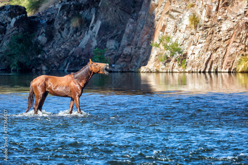 Wild Horse Neighing While in River © adogslifephoto
