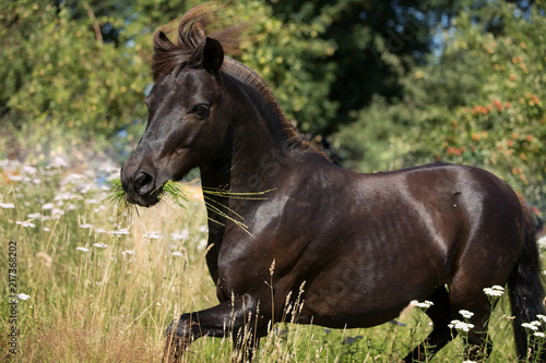Fototapeta Naklejka Na Ścianę i Meble -  Shetty im hohen Gras