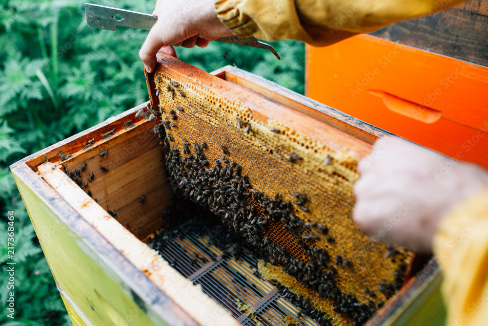 Close up of a beehive frame full of a natural honey Close up of a beehive frame full of a natural honey