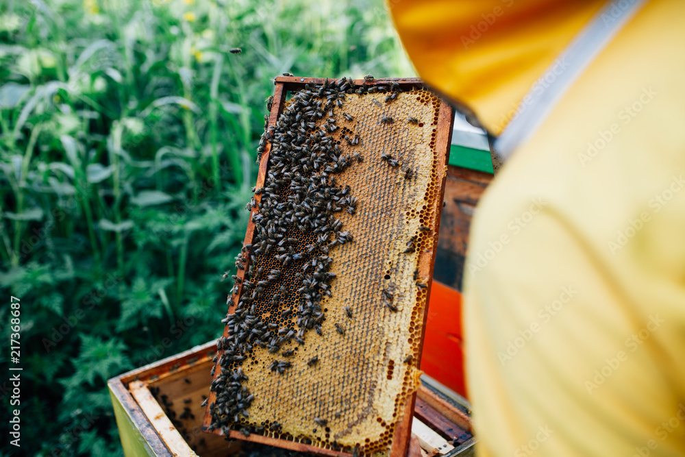 Collecting natural honey from beehive Collecting natural honey from beehive
