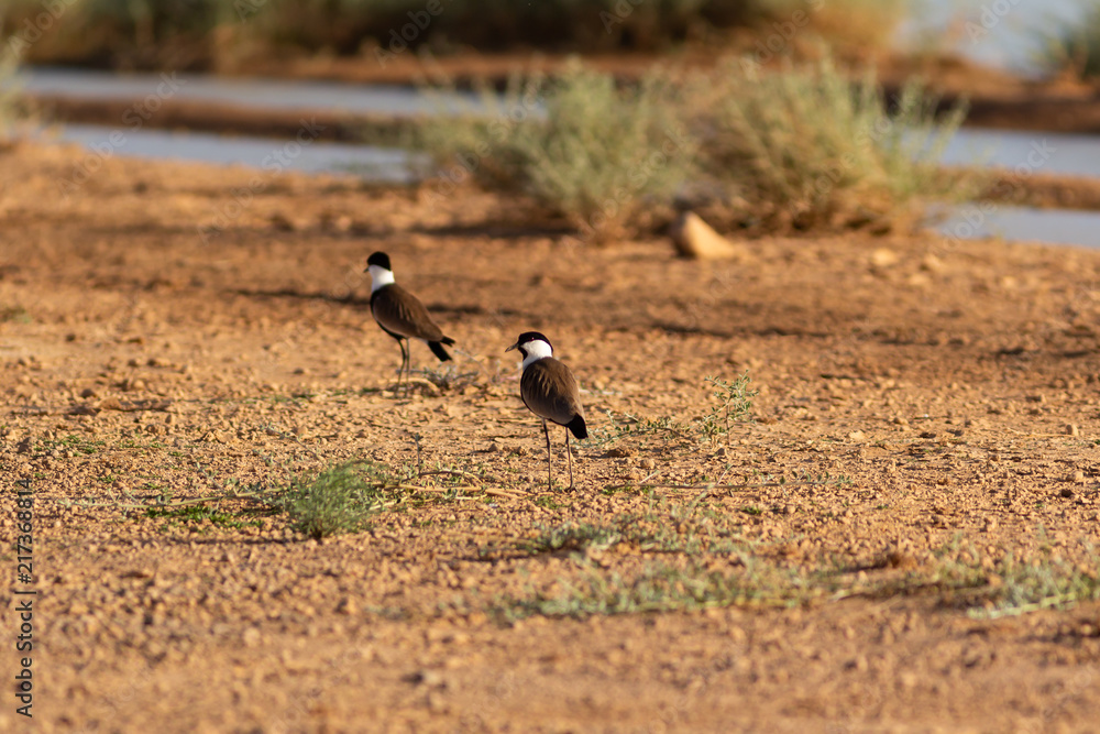 more birds in jordan more birds in jordan