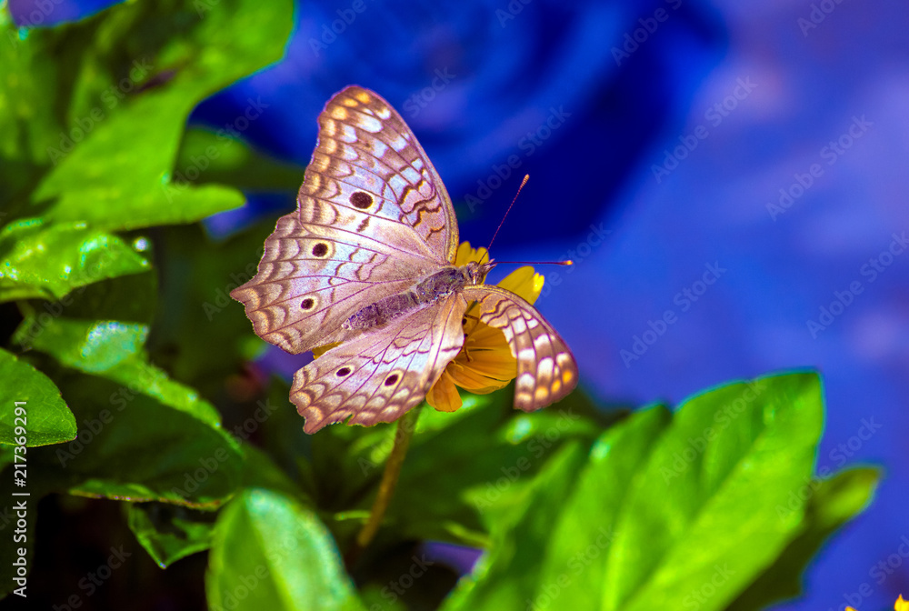 Fototapeta premium A beautiful colorful butterfly..