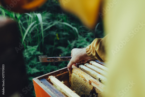 Working in green environment with honeybees in honeycomb