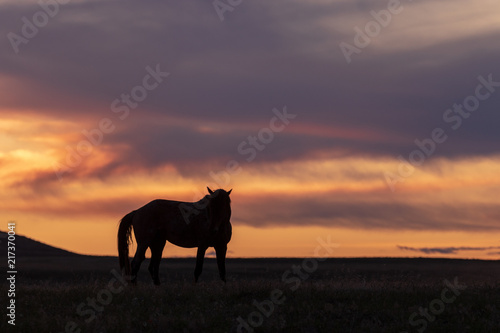 Wild Horse in a Utah Desert Sunset