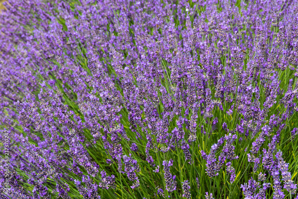 Closeup of blooming lavender bush in summer - nature background - 1 Closeup of blooming lavender bush in summer - nature background - 1