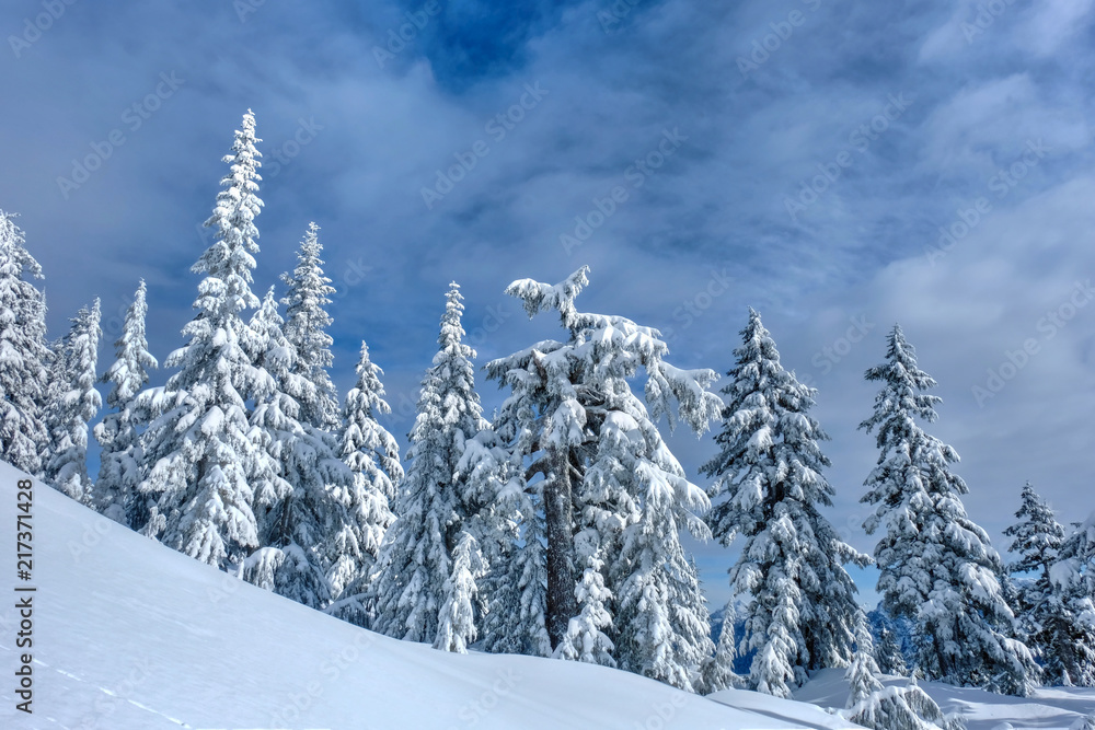 Winter landscape with trees under fresh snow. Sky resort on Cypress Mountain near Vancouver. British Columbia. Canada.