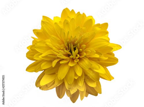 yellow flower close-up isolated on white background