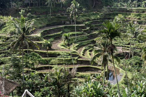 Tegalalang Rice Terrace - Bali - Indonesia © luckeyman