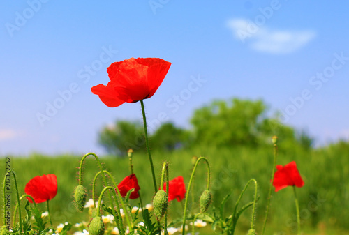 Fototapeta Naklejka Na Ścianę i Meble -  Field of poppies