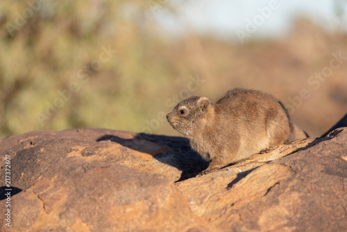 Rock dassie portrait in early morning sun light on boulder with soft background