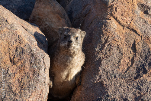 Curious and cute rock dassie looking through a rocky gap