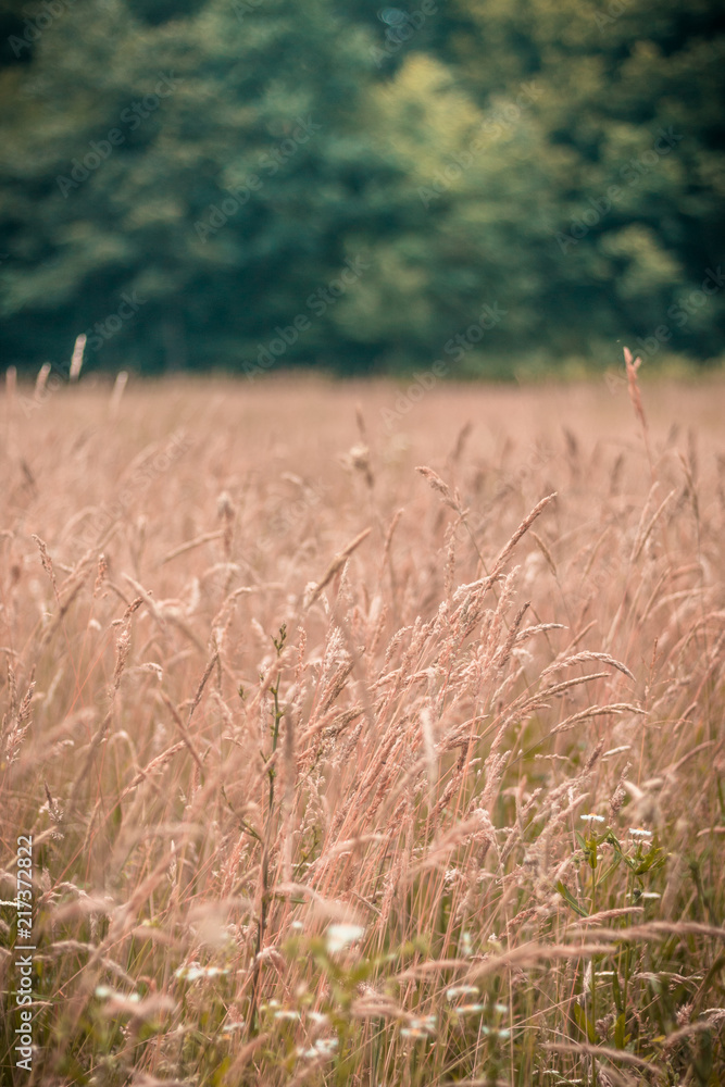 Fototapeta premium Wheat field