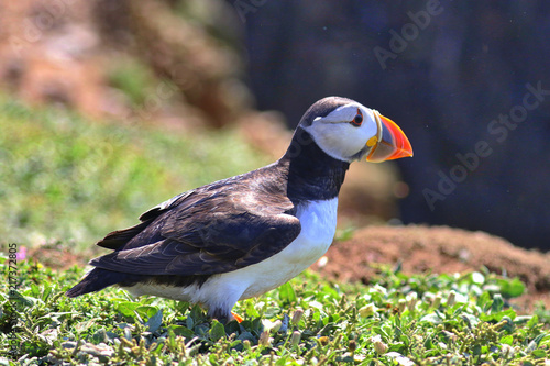 Skomer Island Wales UK photo