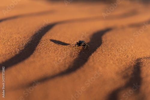Black beetle with shadow walking in solitude over red sand dune wave pattern,Namib Naukluft National Park Namibia