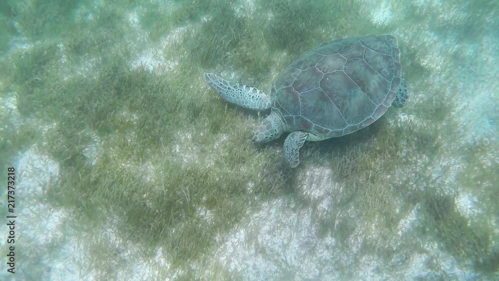 Swimming with Turtles in the ocean Swimming with Turtles in the ocean