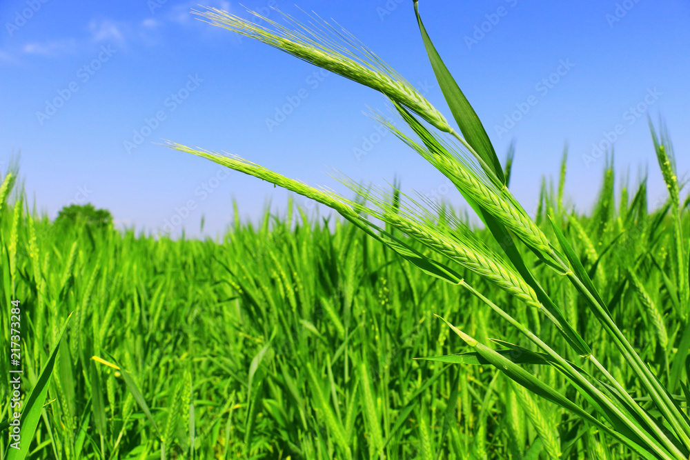 Fototapeta premium green wheat field