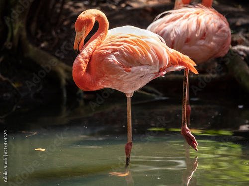 flamingo stands on one leg for you