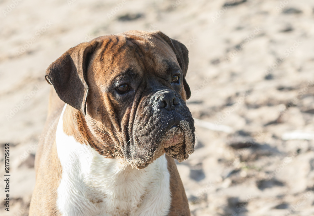 a portrait of a dog a German boxer on the nature on the beach, in the background light sand, sunlight illuminates the animal, on the muzzle stuck sand, 