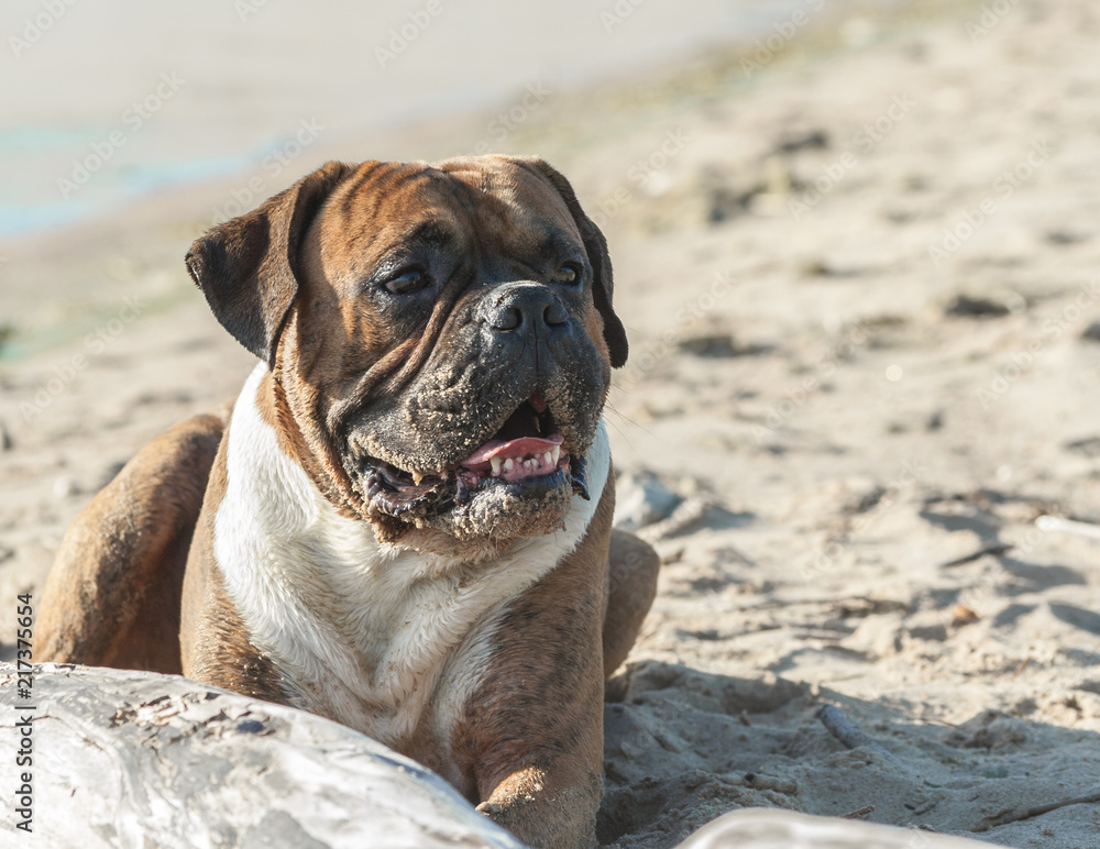 a portrait of a German boxer dog lying on the nature on the beach, in the background light sand, sunlight illuminates the animal, on the muzzle is stuck sand, in the foreground log, 