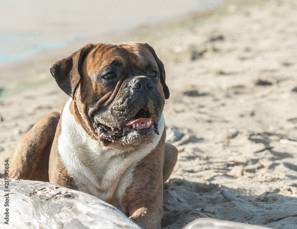 Obraz premium a portrait of a German boxer dog lying on the nature on the beach, in the background light sand, sunlight illuminates the animal, on the muzzle is stuck sand, in the foreground log, 