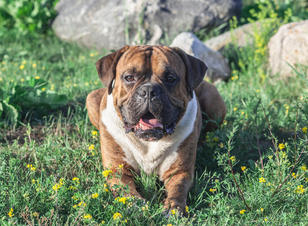 the dog is a German boxer brown with stripes, lies on the grass, sunlight illuminates the animal, looks into the camera, in the background large gray stones, white chest and long ears, open mouth