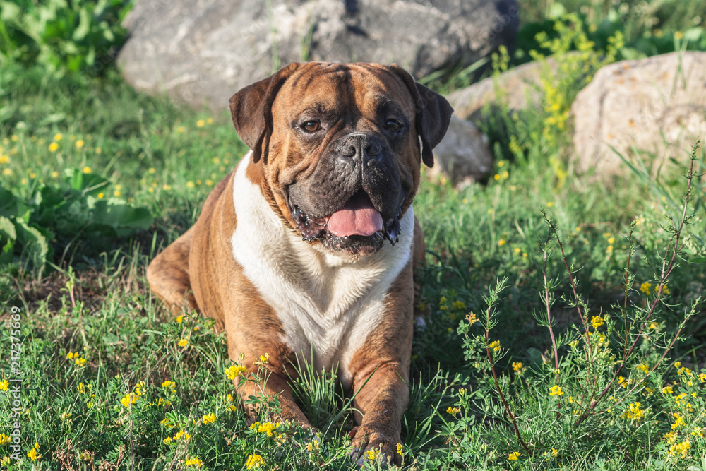 the dog is a German boxer brown with stripes, lies on the grass, sunlight illuminates the animal, looks into the camera, in the background large gray stones, white chest and long ears, open mouth