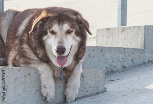 portrait male Siberian husky brown, lying on concrete steps and looking straight, funny good muzzle, daylight, sunny, friendly,