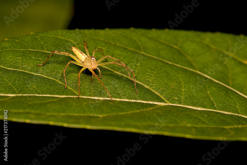 spider sitting On leaf