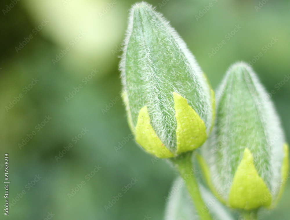 verde verde