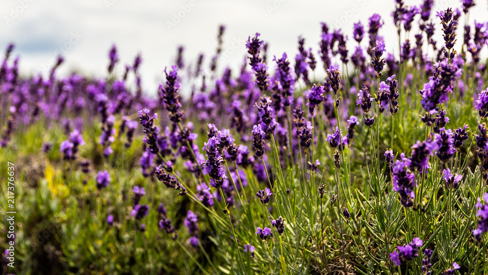 Naklejka premium Lavender Field in Northern Michigan