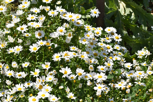 White Daisies