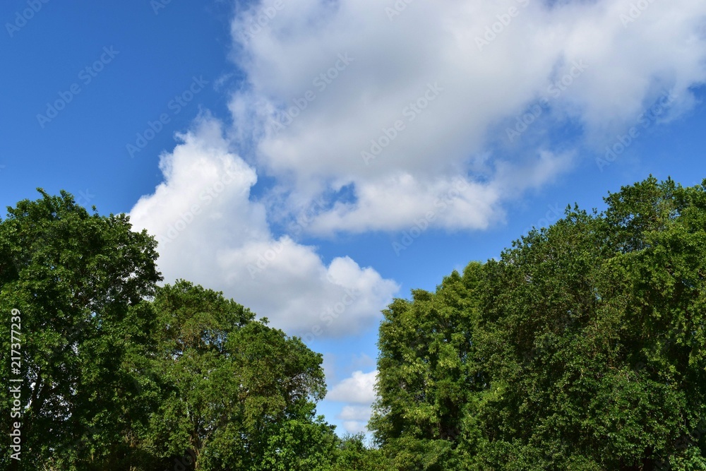 blue cloudy sky with green trees