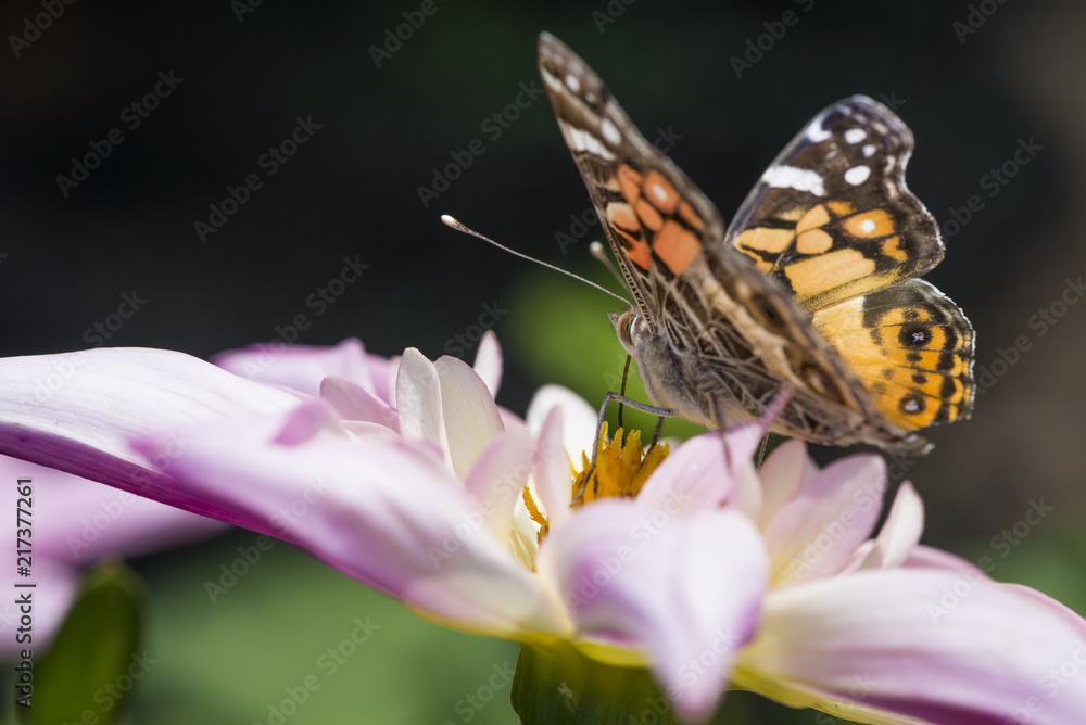 Orange and black butterfly on pink flower blossom. Orange and black butterfly on pink flower blossom.