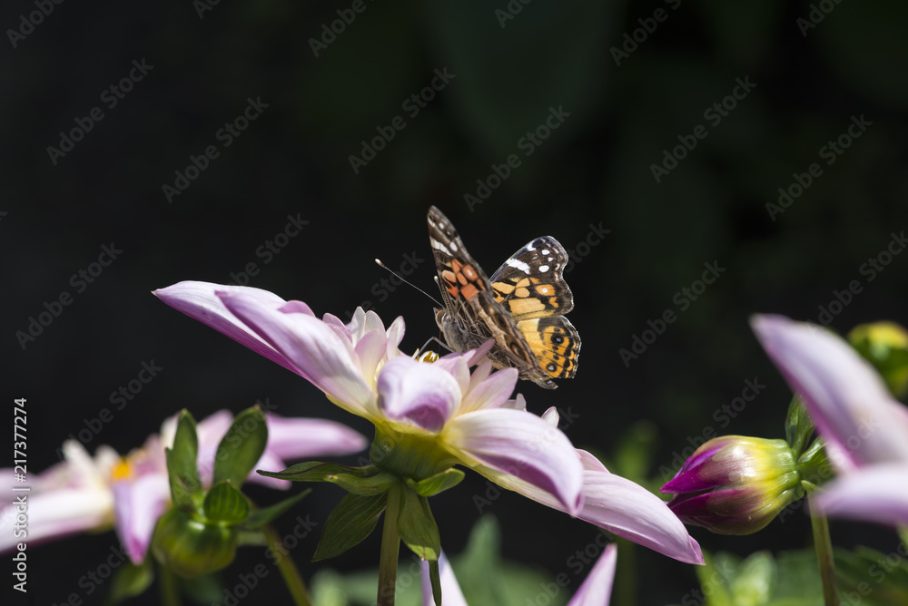 West Coast lady butterfly feeding on large purple dahlia. Jet black background. West Coast lady butterfly feeding on large purple dahlia. Jet black background.