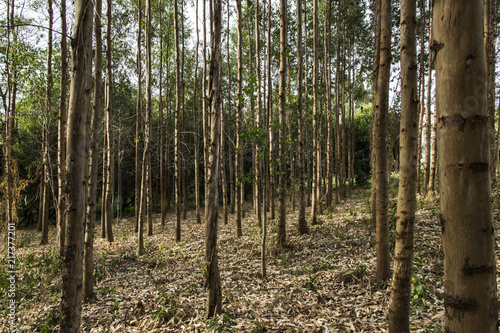 Eucalyptus tree reforestation