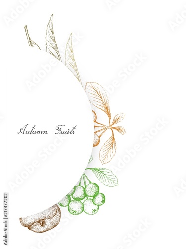 Hand Drawn of Autumn Fruits, Angel Peaches and Firethorn Berries photo