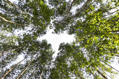 wide angle view from below of an eucalyptus forest