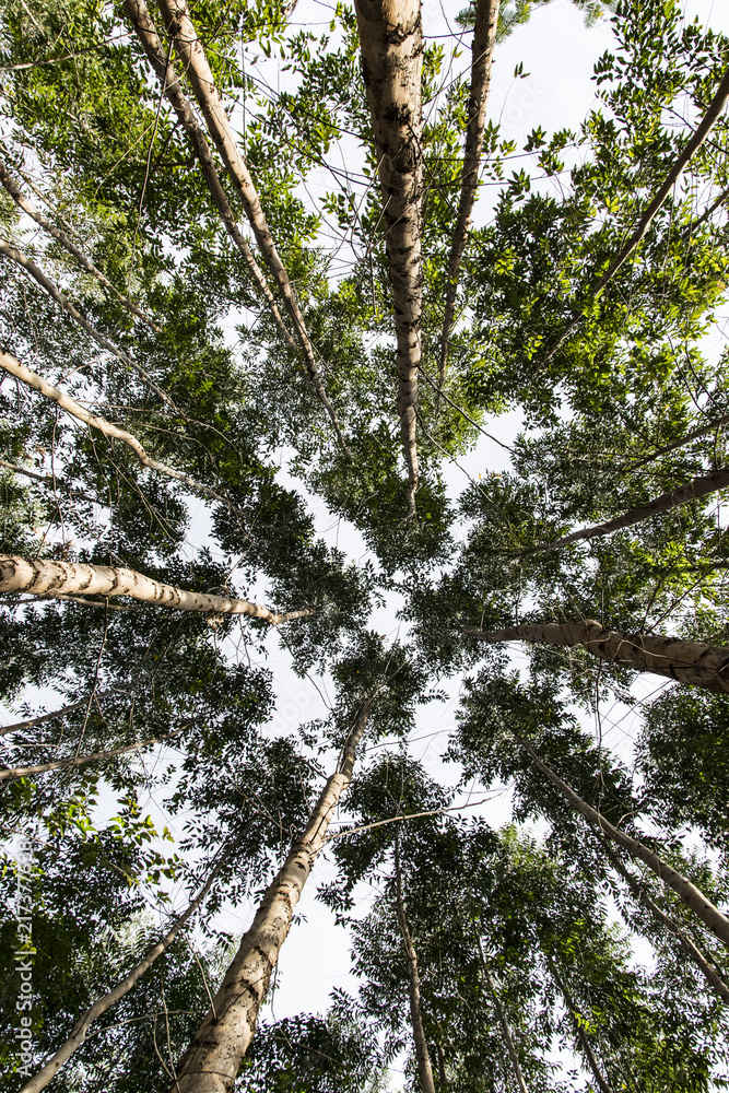 Fototapeta premium Eucalyptus plantation view from bottom to top