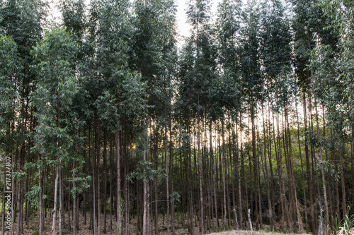 High eucalyptus tree plantation