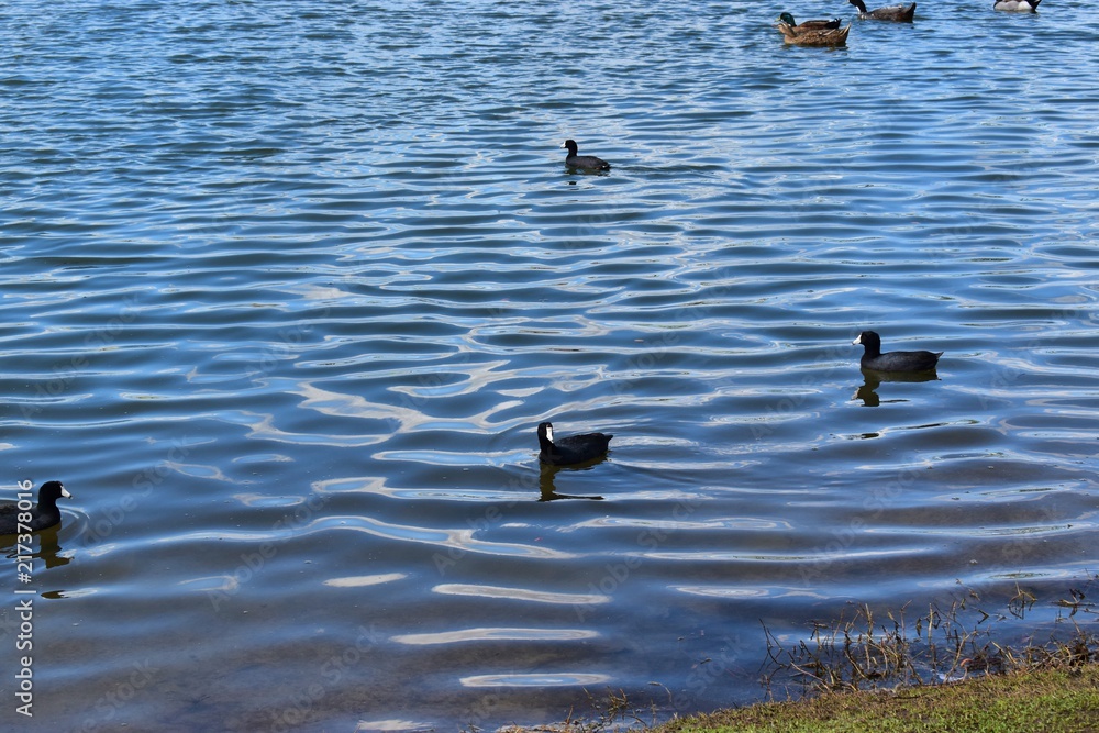 Fototapeta premium Lake with ducks and birds