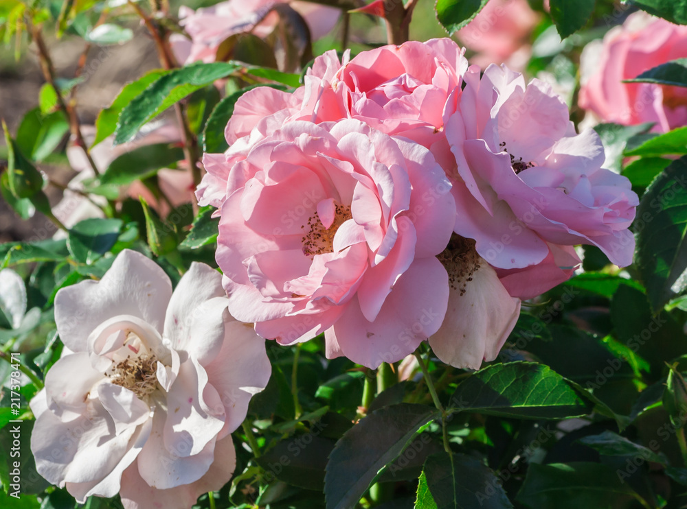 rose professor sieber a bunch of tender white and pink flowers, the plant grows in the garden, daylight, summer day, strong green leaves, rose in full bloom, sunny, rose professor sieber a bunch of tender white and pink flowers, the plant grows in the garden, daylight, summer day, strong green leaves, rose in full bloom, sunny,