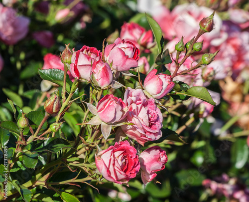 grade schöne koblenzerin rose a cluster of small buds and flowers on one branch of white and pink, the plant is lit by the sun, growing in the garden, daylight, photo